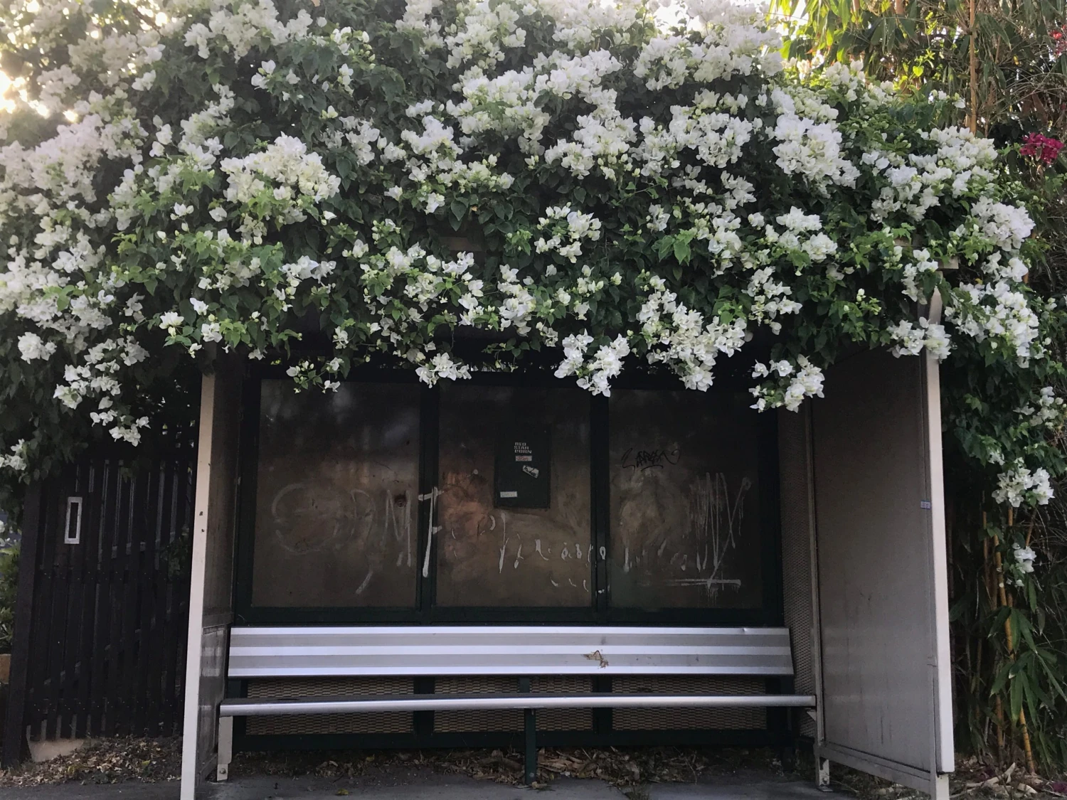 Bougainvillea White Cascade - 85mm - Image 2