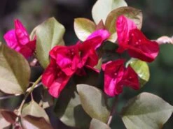 Bougainvillea Magenta Glory
