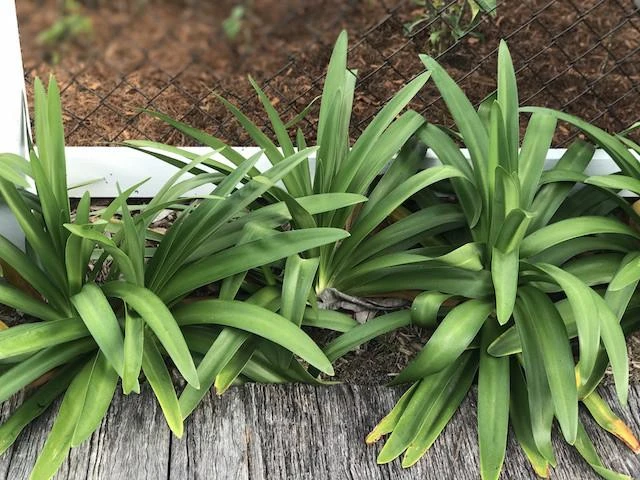 Agapanthus Orientalis Blue - Image 6