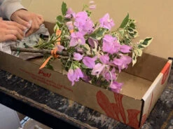 Assorted Box Of Bougainvillea Plants - Large