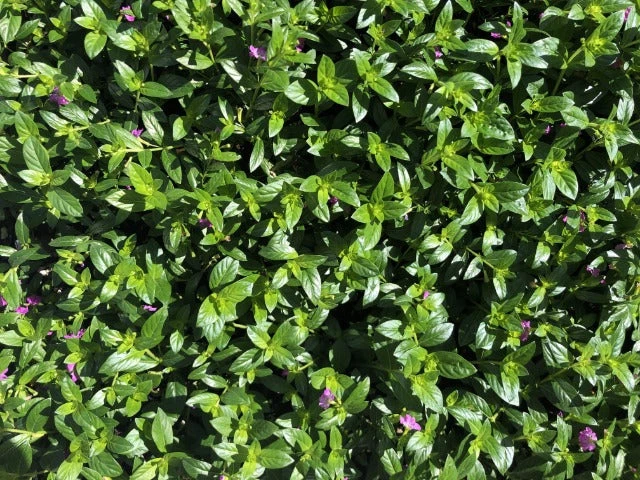 Cuphea Mexicana Compacta Purple - Image 3