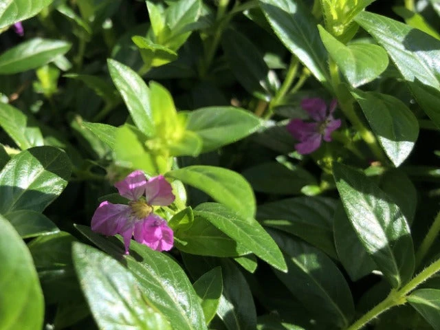 Cuphea Mexicana Compacta Purple - Image 5