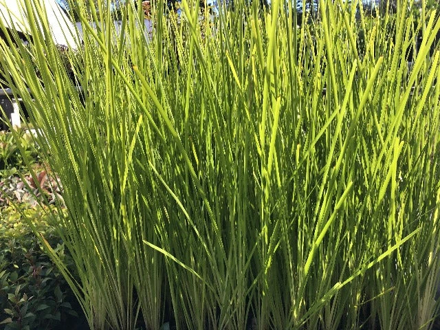 Lomandra Longifolia Dalliance - Image 2