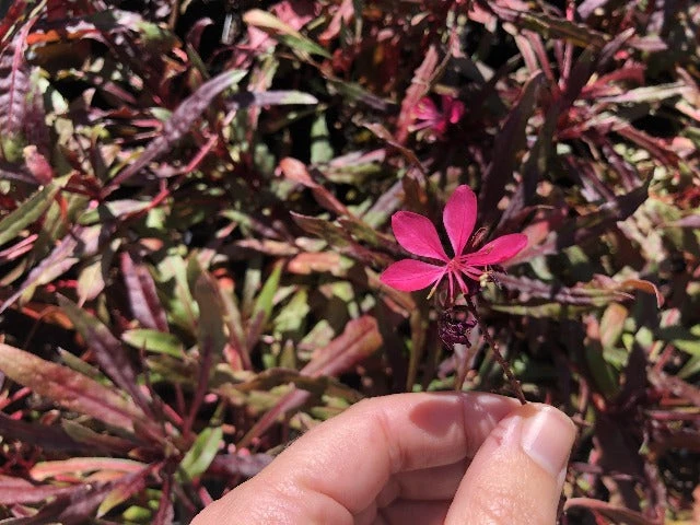 Gaura Lindheimeri Dark Pink - Image 2