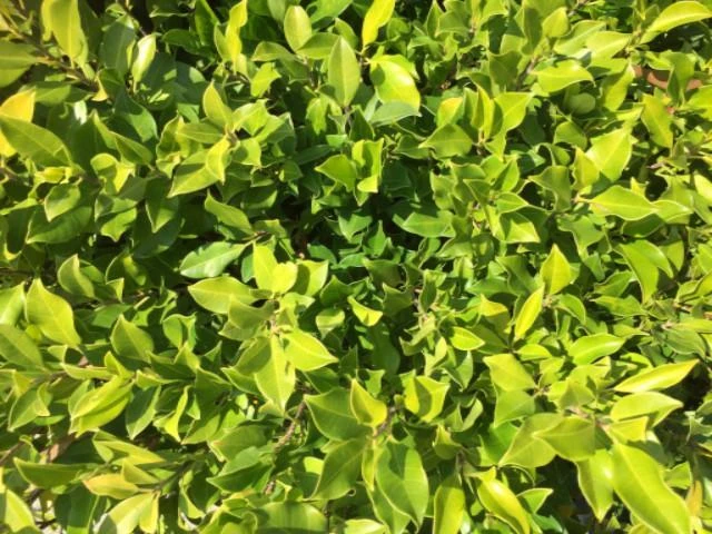 Ficus Emerald - Image 2
