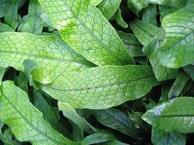 Crocodile Fern - Pot + Plant + Soil - Image 3