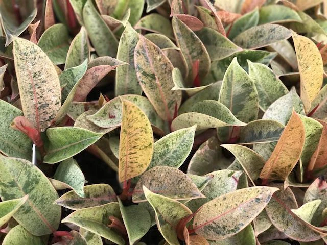 Ficus Elastica Shivereana - Image 4