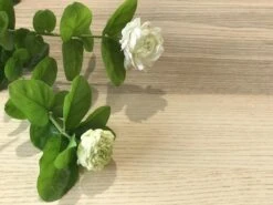 Jasminum"Chinese Emperor"