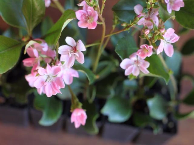 Rhaphiolepis Springtime - Image 4