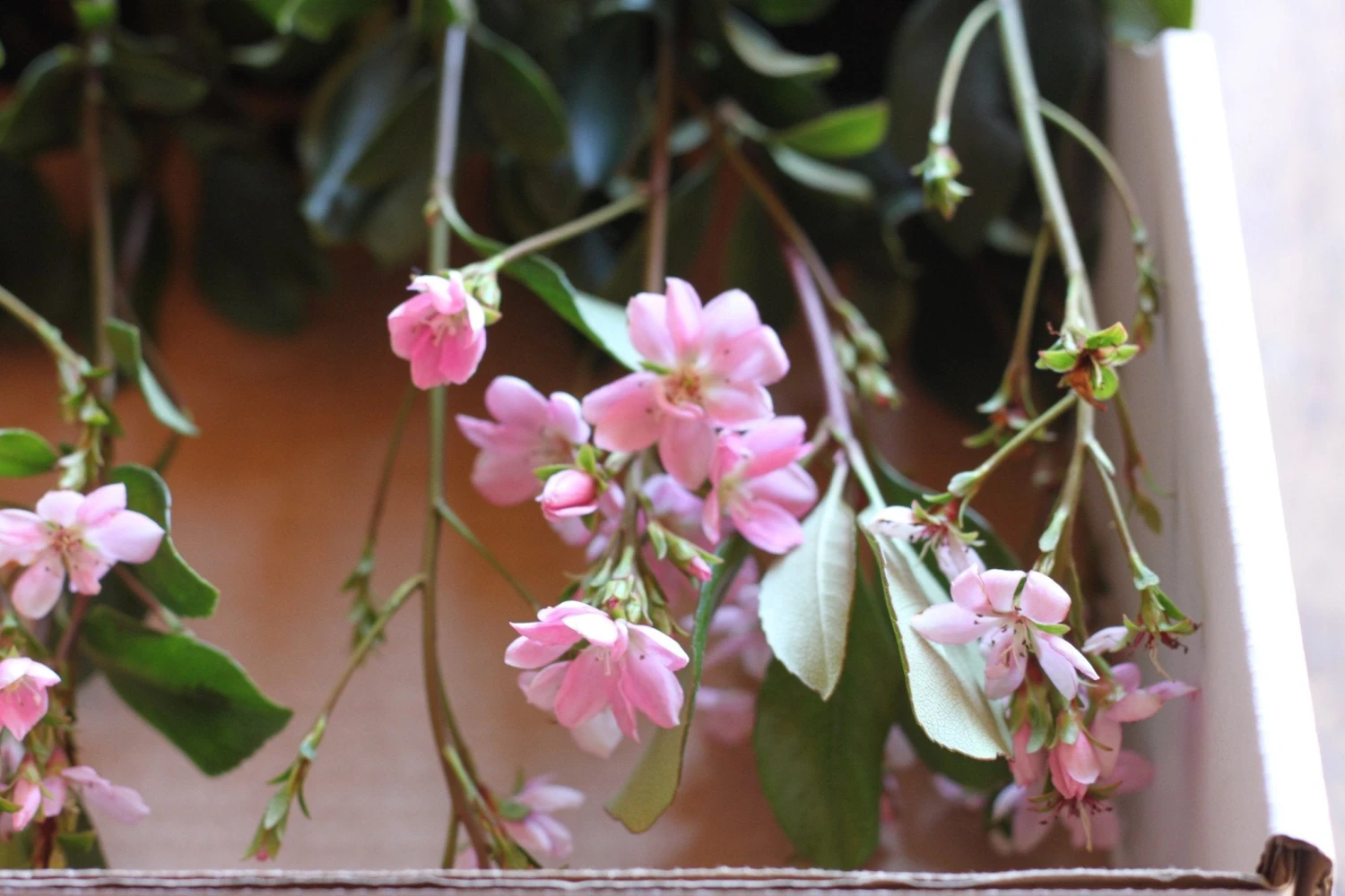 Rhaphiolepis Springtime - Image 2