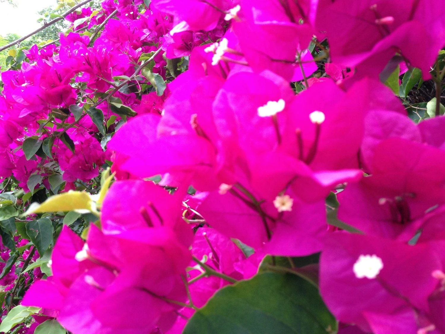 Bougainvillea Elizabeth - Image 4
