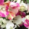 Bougainvillea Chitra - 85mm
