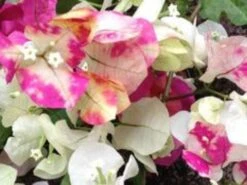 Bougainvillea Chitra - 85mm