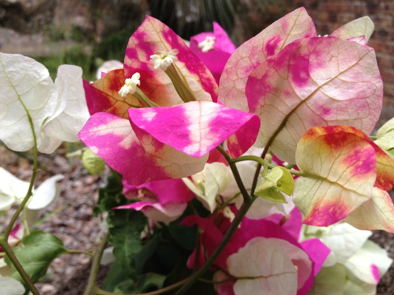 Bougainvillea Chitra - Image 3