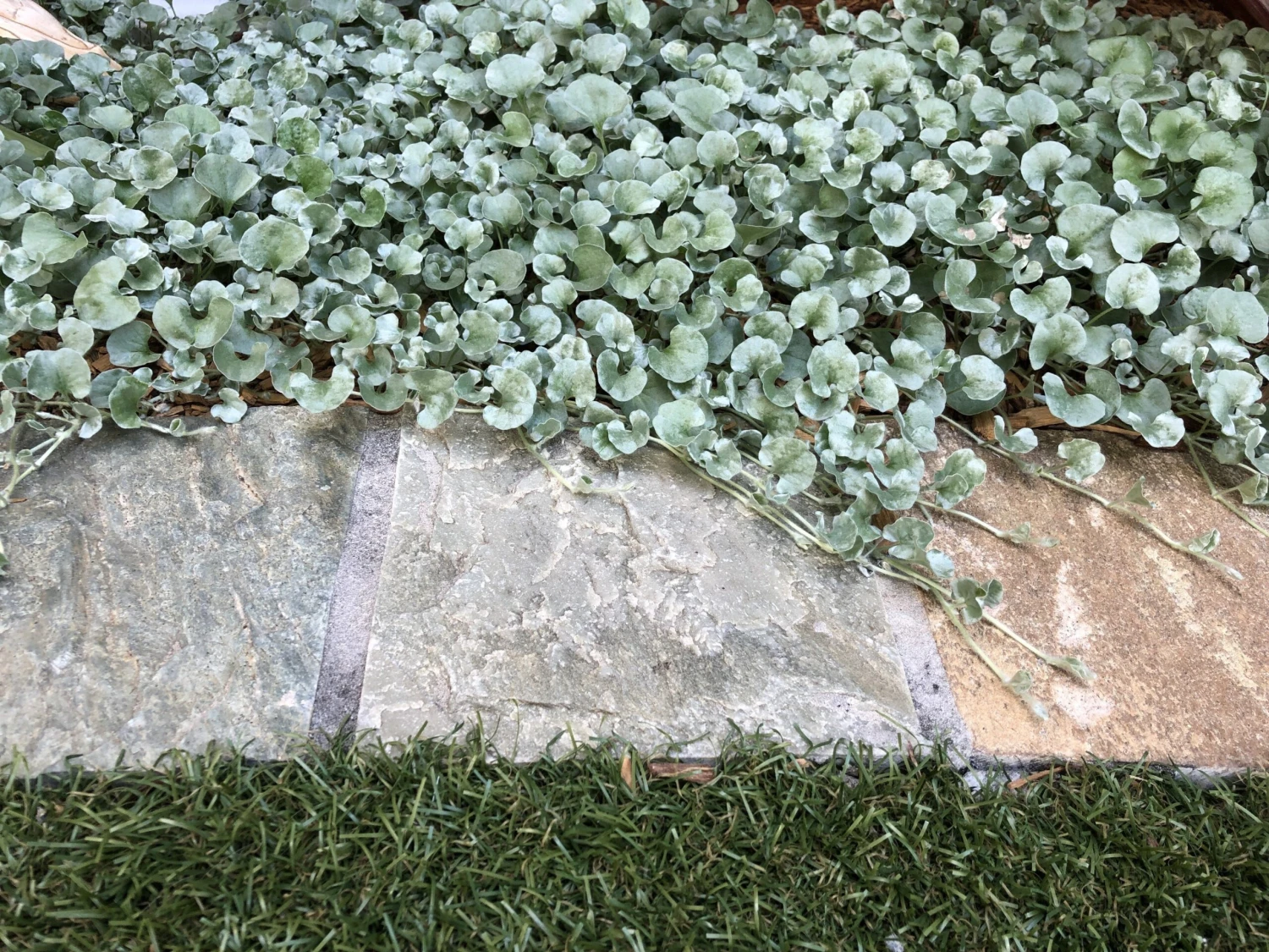 Dichondra Silver Falls