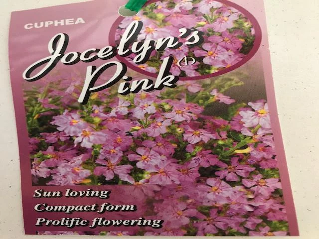 Cuphea Hyssopifolia Jocelyns Pink - Image 3