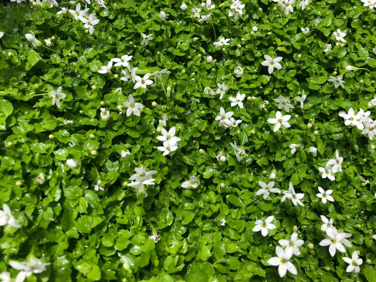 Pratia Pedunculata - Image 8