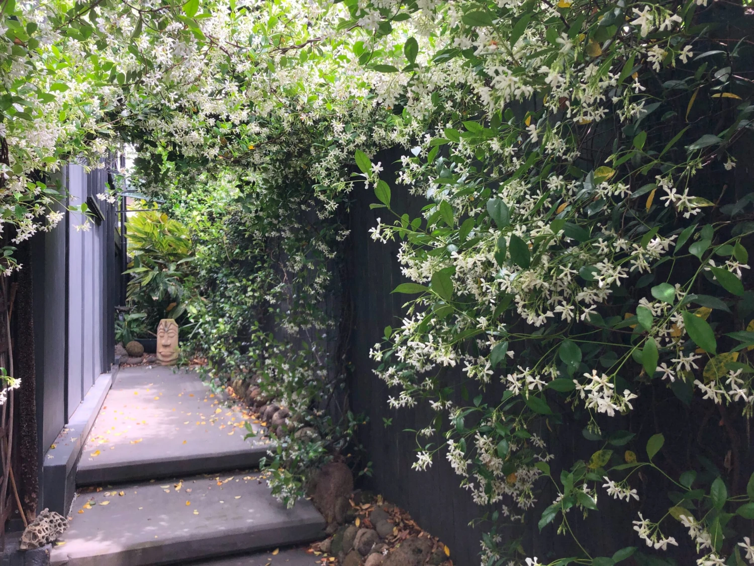 Star Jasmine Hedging Or Ground Cover Pack - Image 6