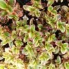 Coprosma Repens Inferno PBR