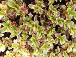 Coprosma Repens Inferno PBR