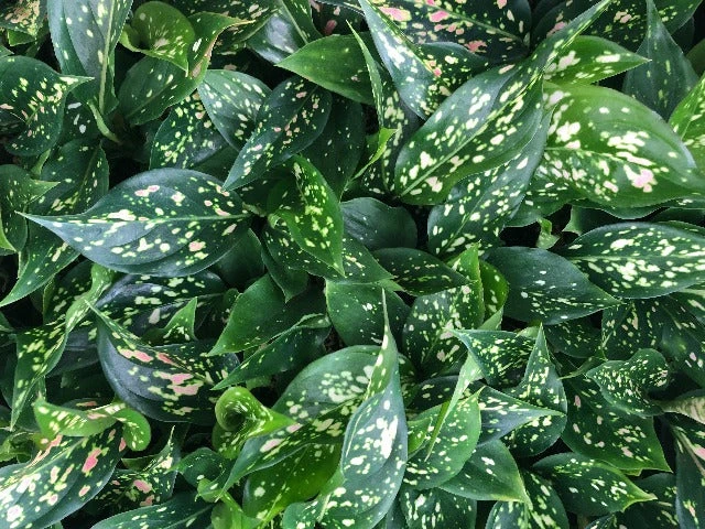 Aglaonema - Pink Dalmatian Houseplant Pack - Image 5