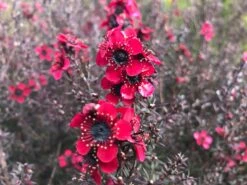 Leptospermum Rubrum Nanum