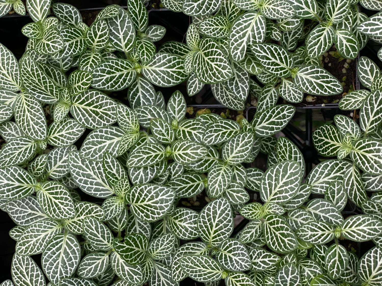 Fittonia Starlight - Green - Image 4