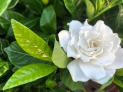 Gardenia Augusta Florida