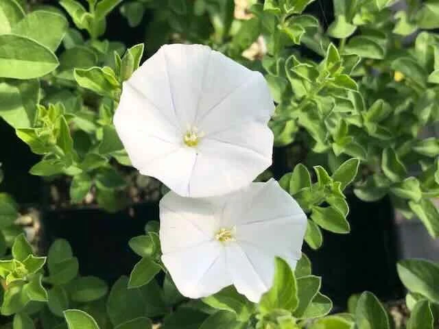 Convolvulus Sabatius Prime White - Image 3
