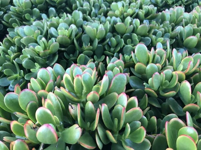 Crassula Ovata Red Edge - Image 6