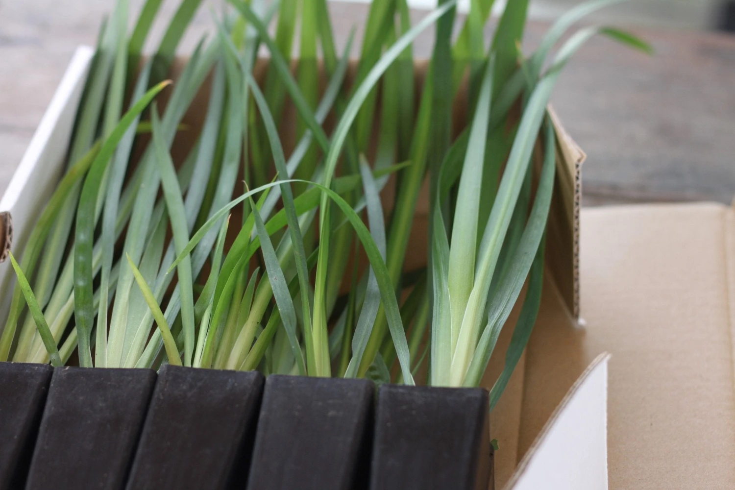 Dietes Bicolor - Image 3