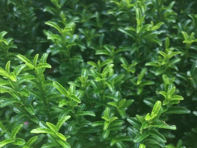 Euonymus Japonicus Tom Thumb (Compact) - Image 2