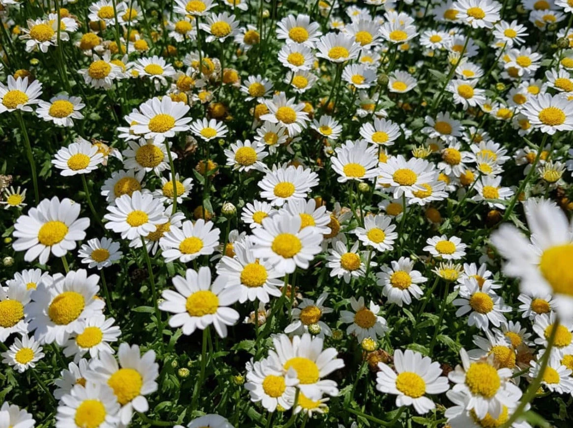 Chrysanthemum Snowland Daisy