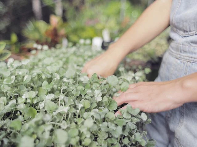 Dichondra Silver Falls - Image 9