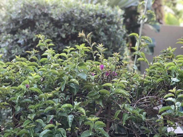Bougainvillea Purple Gypsy - Image 4