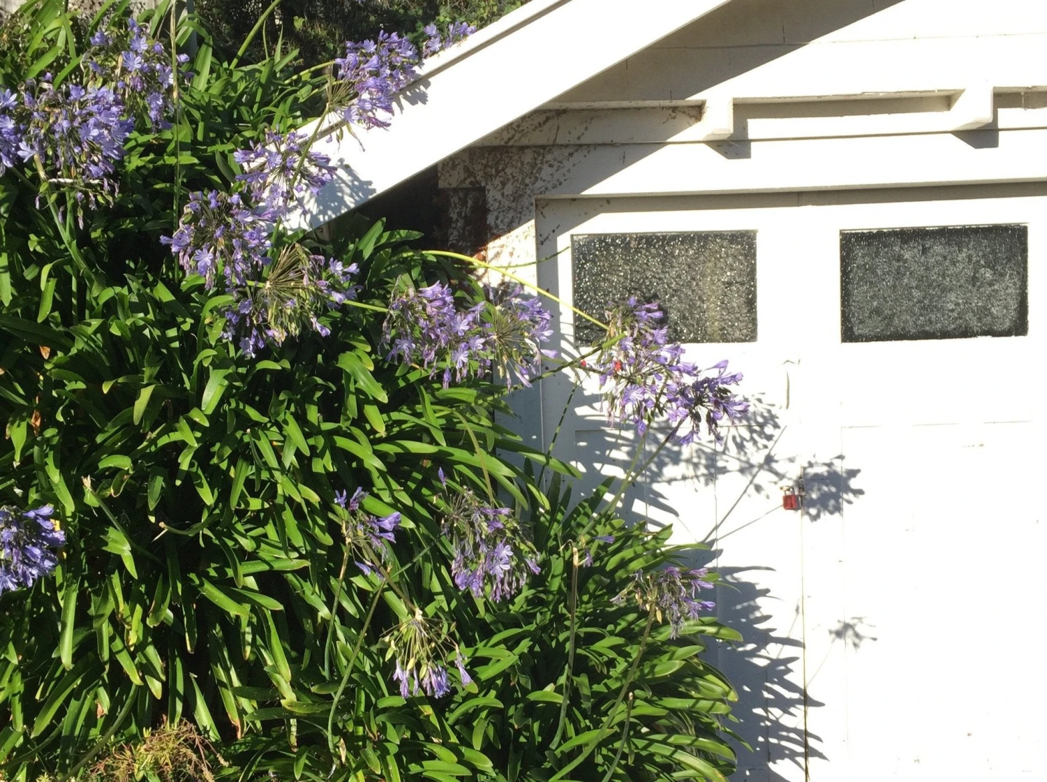 Agapanthus Orientalis Blue - Image 4