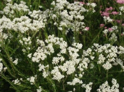 Box Of Rice Flower Plants - Osmanthus Diosmifolius