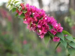 Bougainvillea Smartie Pants - 85mm