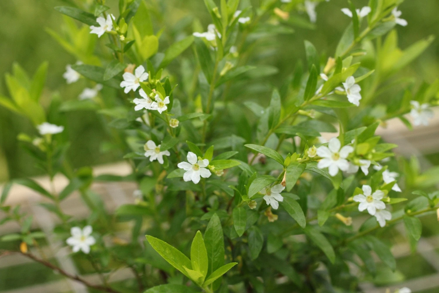 Cuphea Hyssopifolia White - Image 4