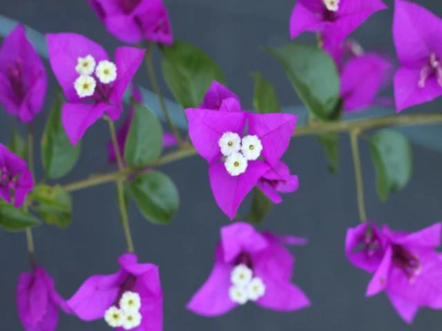 Bougainvillea Purple Gypsy