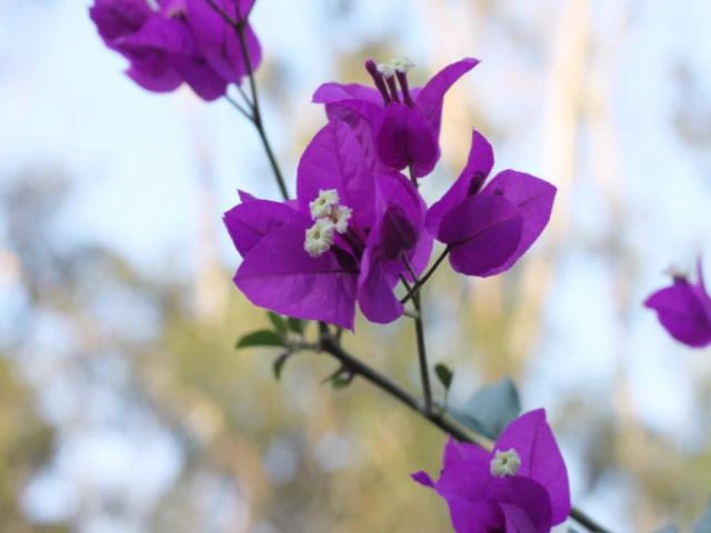 Bougainvillea Purple Gypsy - Image 3