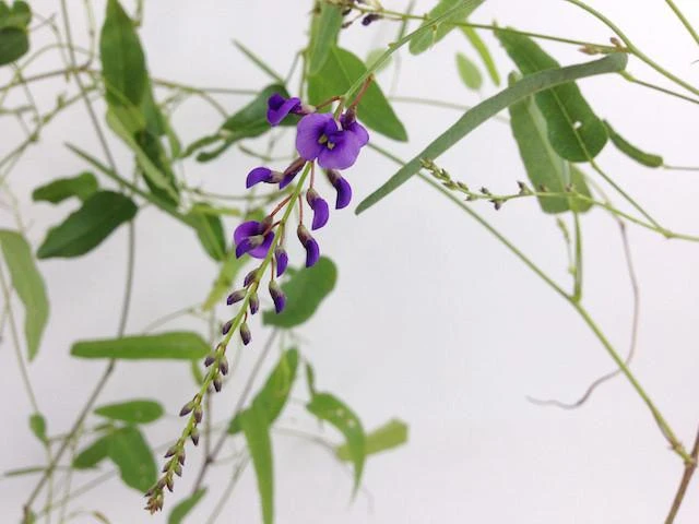 Hardenbergia Violacea - Image 2