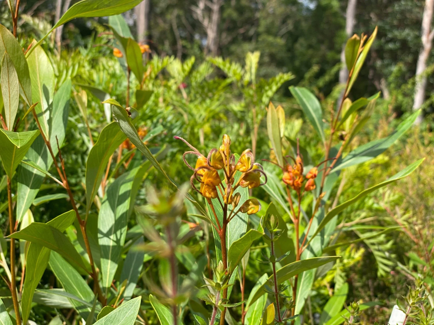 Grevillea Orange Marmalade - Image 4