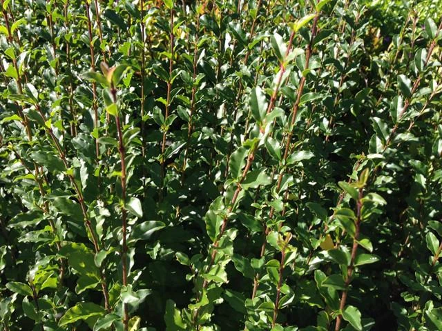 Ligustrum Undulatum Box-leaved Privet Evergreen Hedging Pack - Image 2