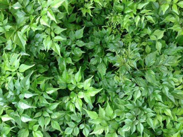 Radermachera China Doll - 85mm - Image 3