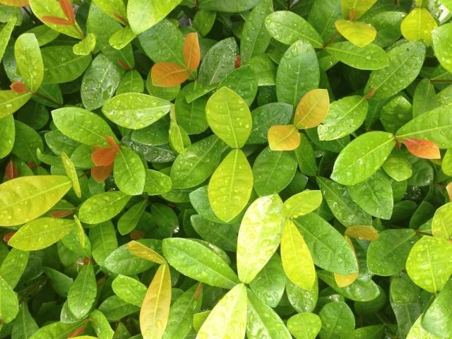 Ixora Coral Malay - Image 7