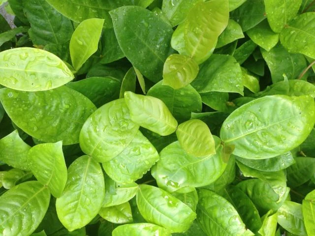 Ixora Peach Malay - Image 2