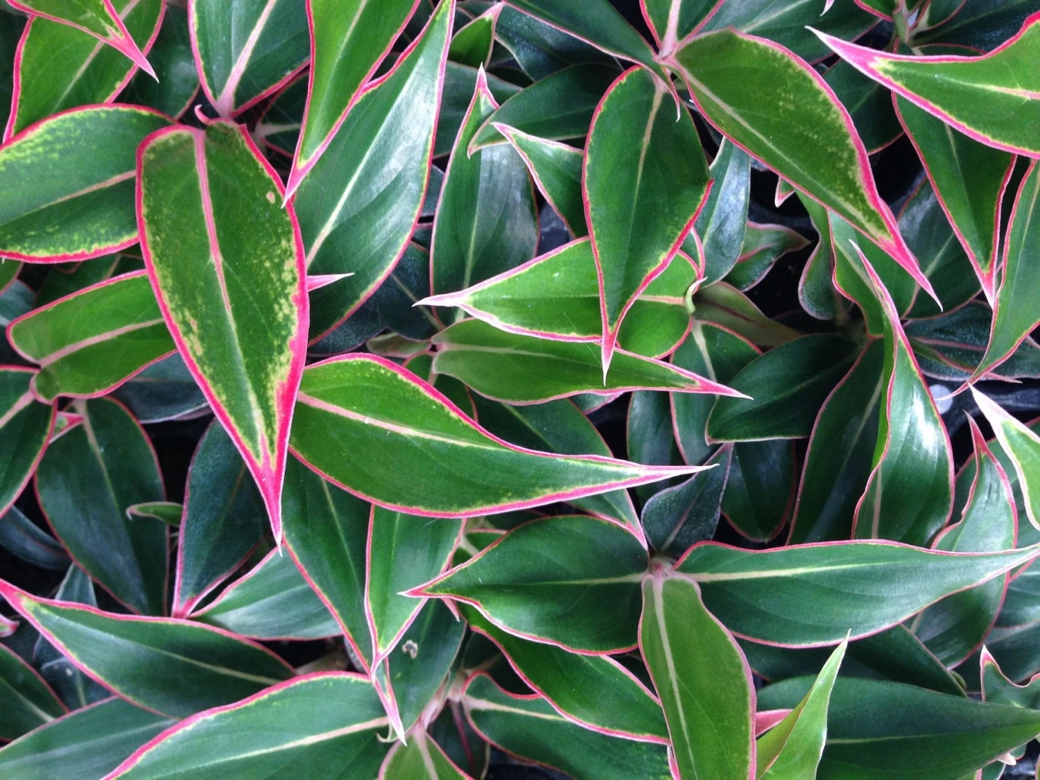 Aglaonema Red -Siam Aurora - Image 3