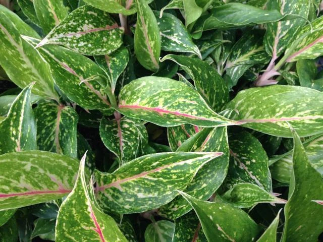 Aglaonema Hybrid -Red Fire - Image 2
