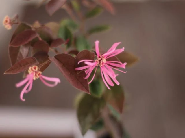 Loropetalum Chinense "China Pink" - Image 2